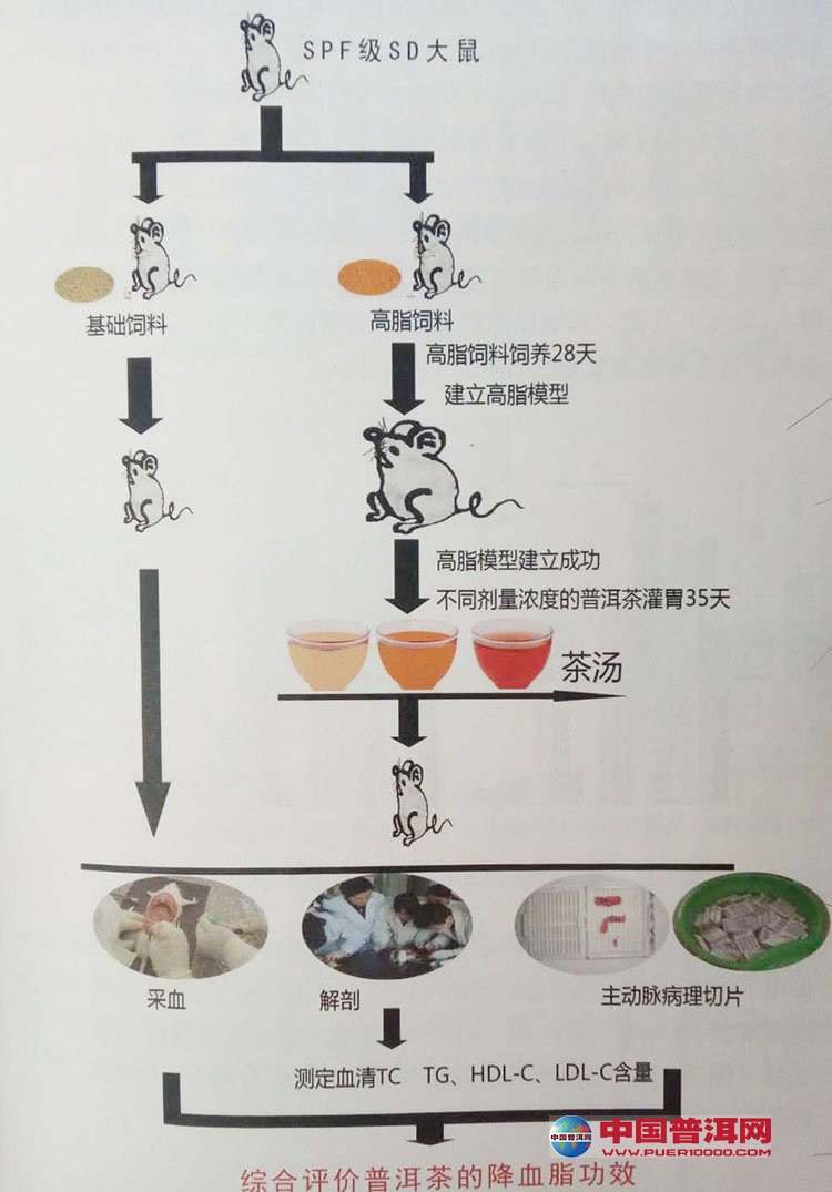 普洱茶
