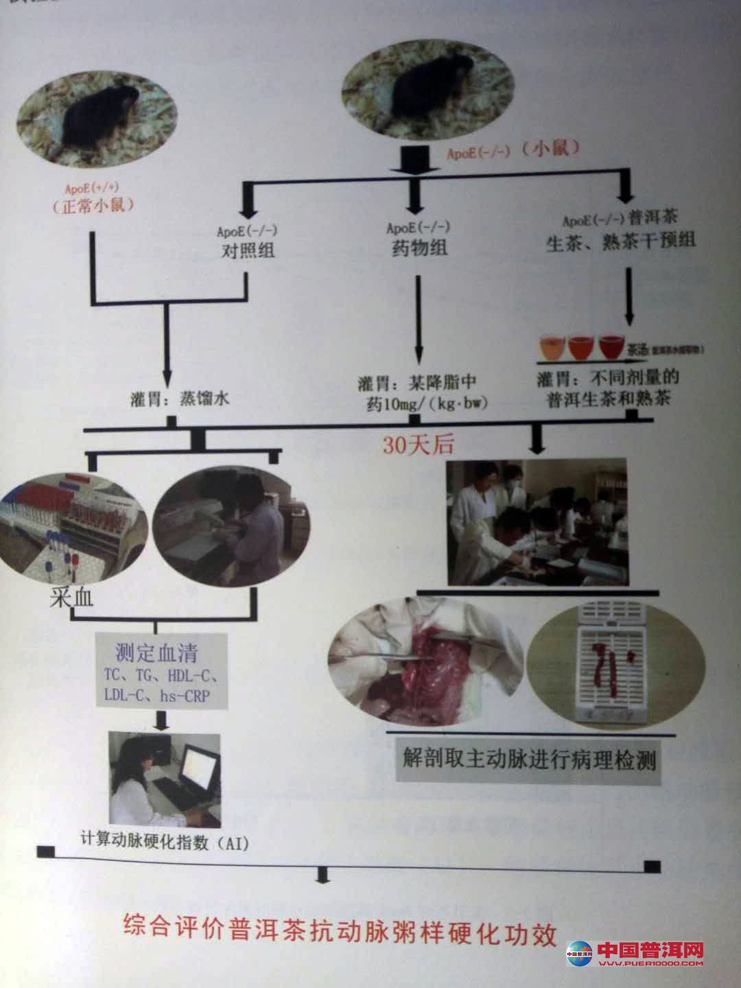 普洱茶