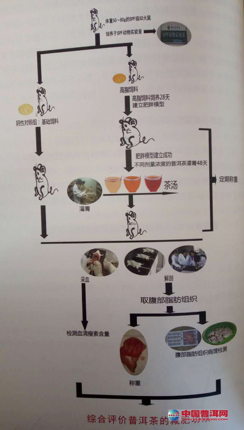 普洱茶