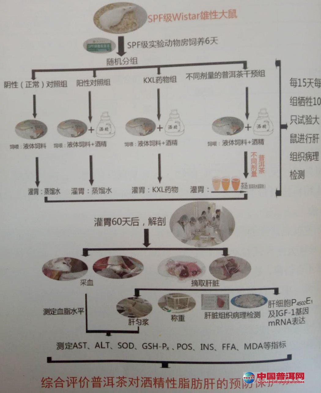 普洱茶