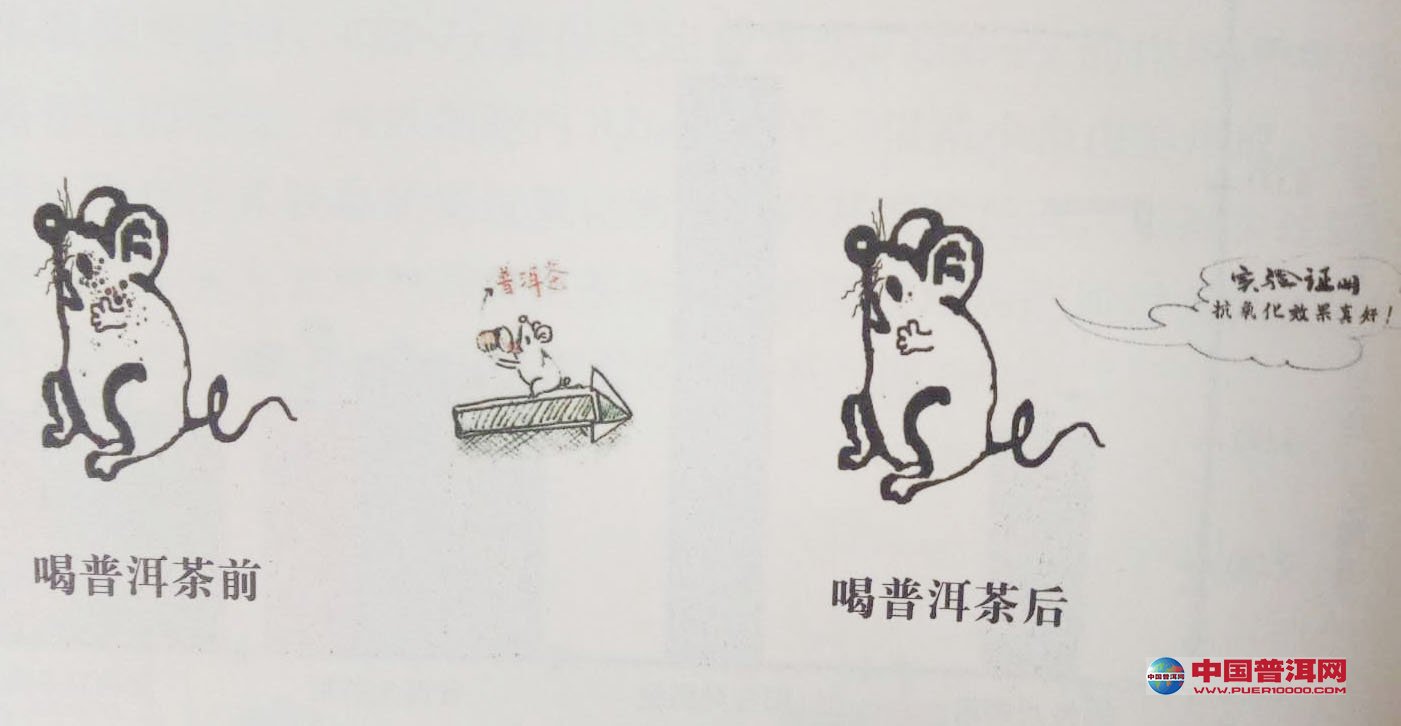 普洱茶