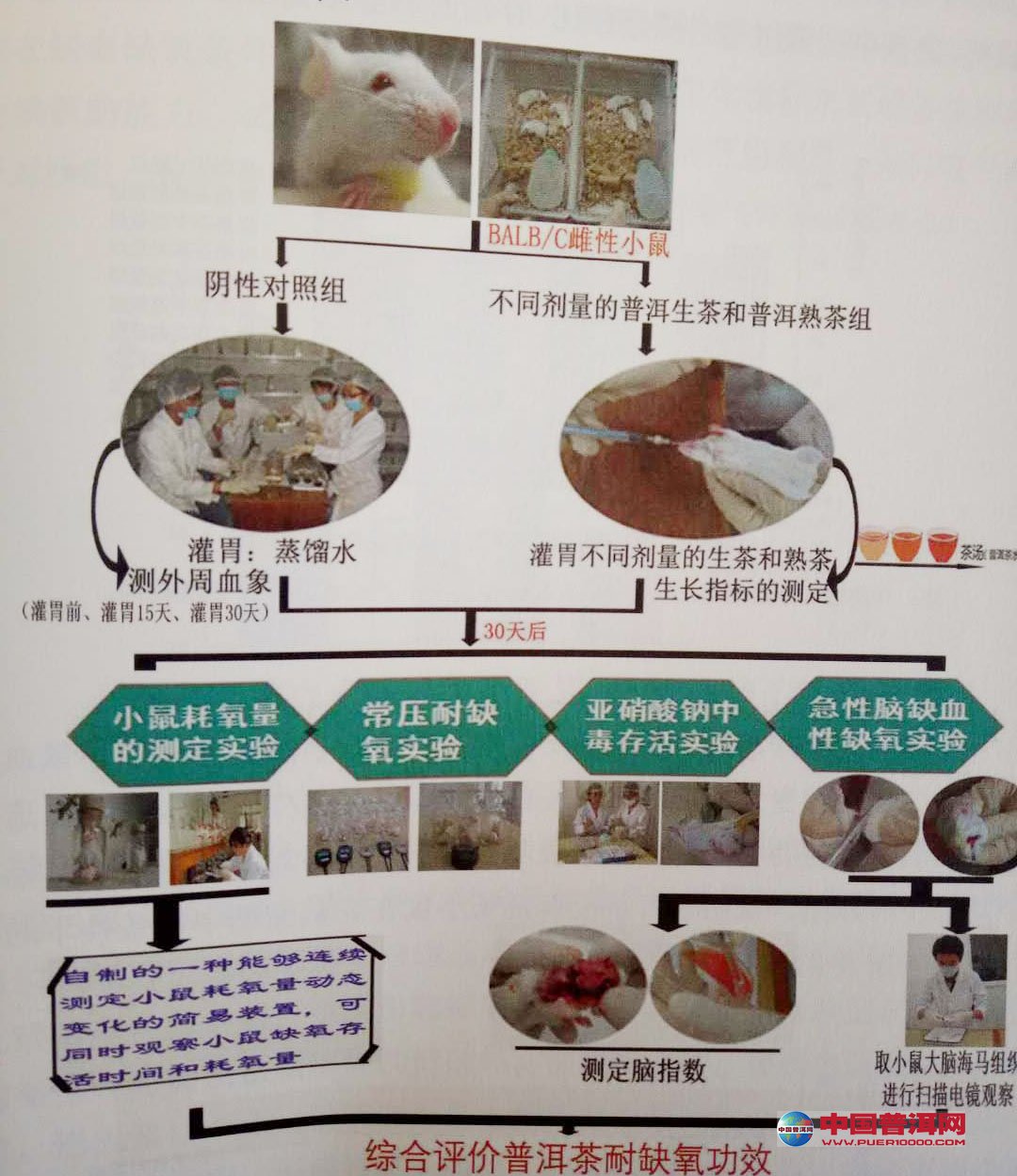 普洱茶