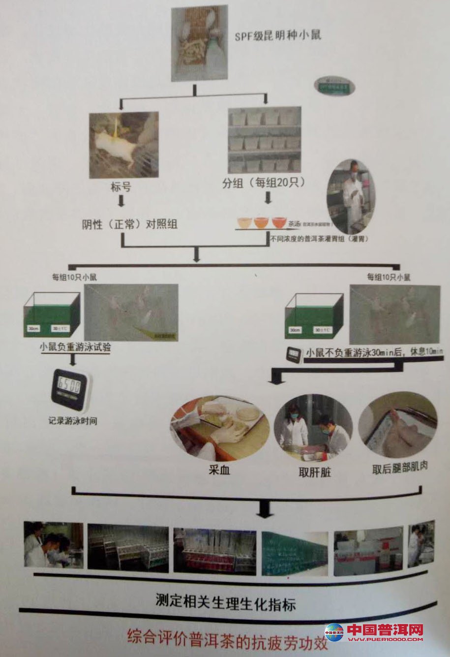 普洱茶