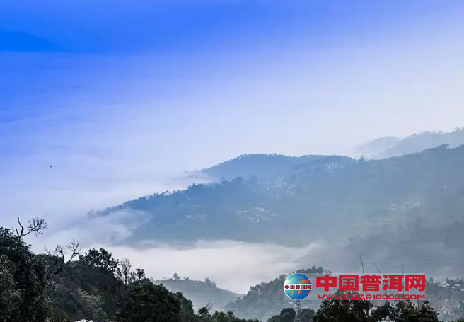 普洱茶