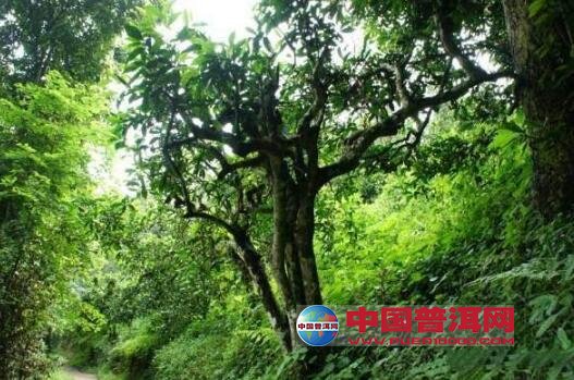 普洱茶山头瑶区村寨基本情况及茶园介绍