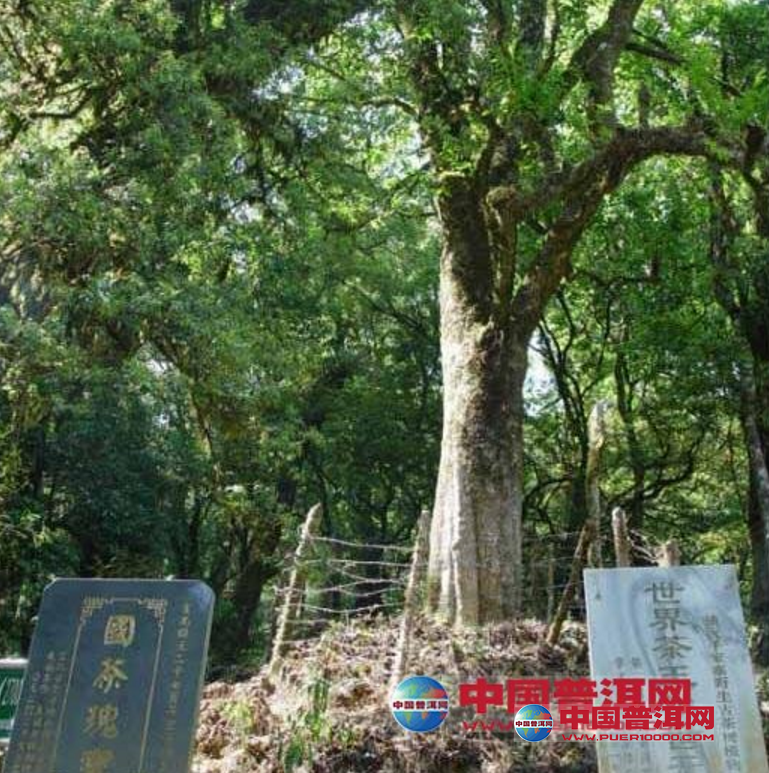 普洱茶