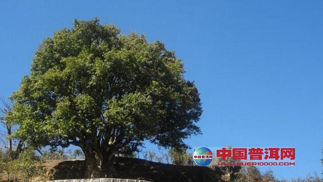 普洱茶