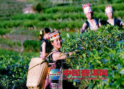 普洱茶