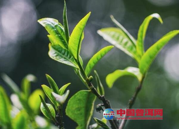 普洱茶