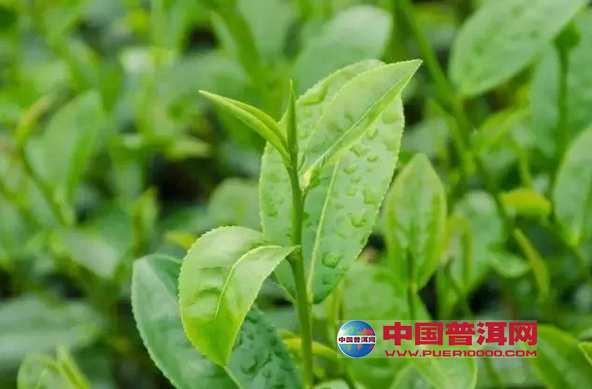 普洱茶