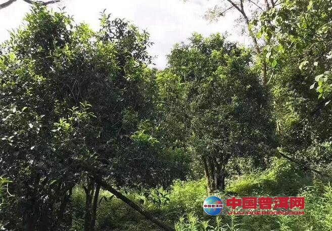 普洱茶