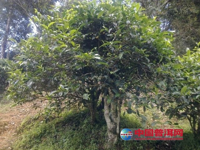 <u><a href='http://www.puer10000.com/puerzhishi/32854.html' target='_blank'>ն<u><a href='http://www.puer10000.com/puerzhishi/100997.html' target='_blank'></a></u></a></u>