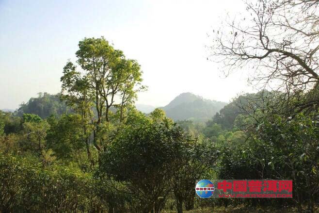 <u><a href='http://www.puer10000.com/puerzhishi/32854.html' target='_blank'>普洱<u><a href='http://www.puer10000.com/puerzhishi/100997.html' target='_blank'>茶</a></u></a></u>