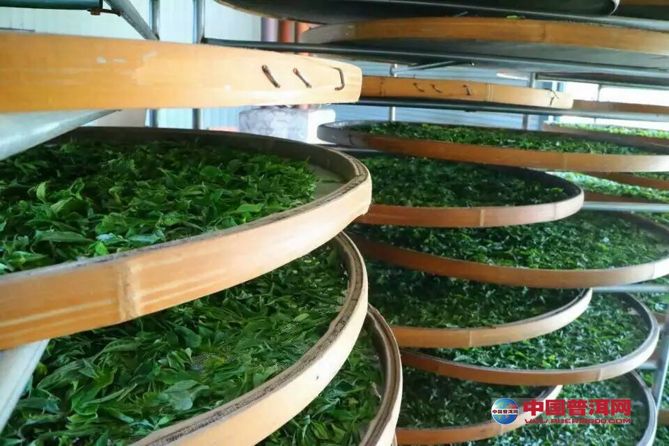 普洱茶