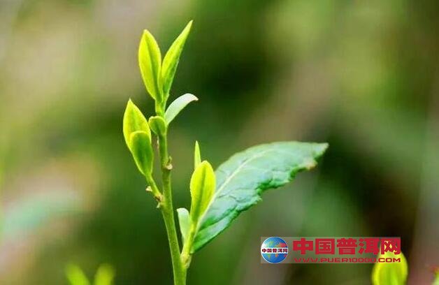 普洱茶