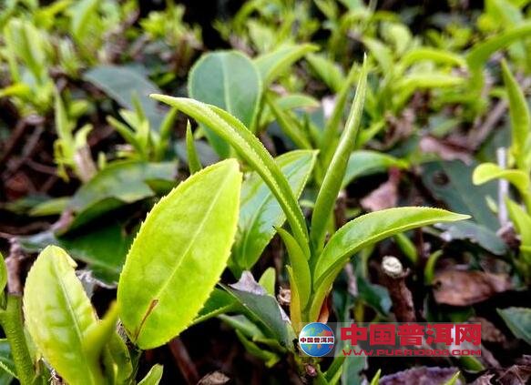 普洱茶