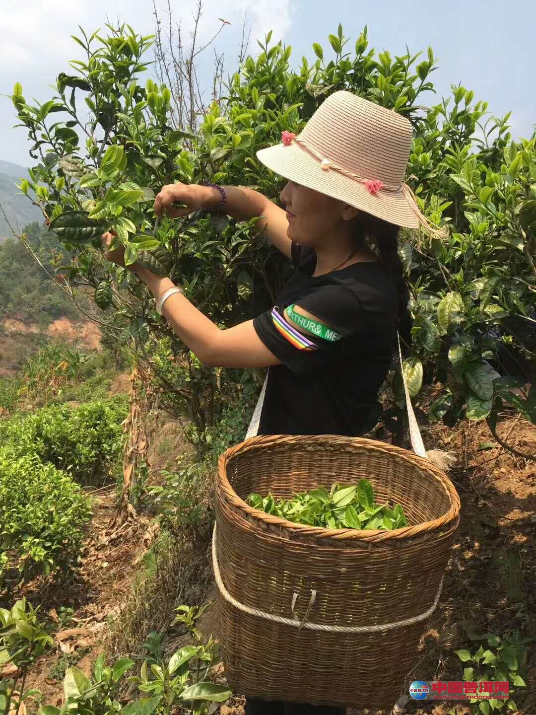 普洱茶