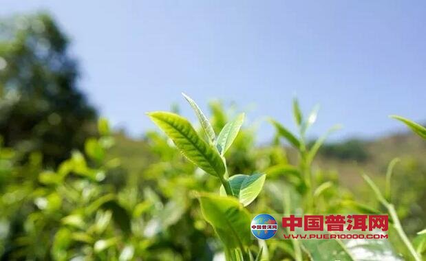 茶树