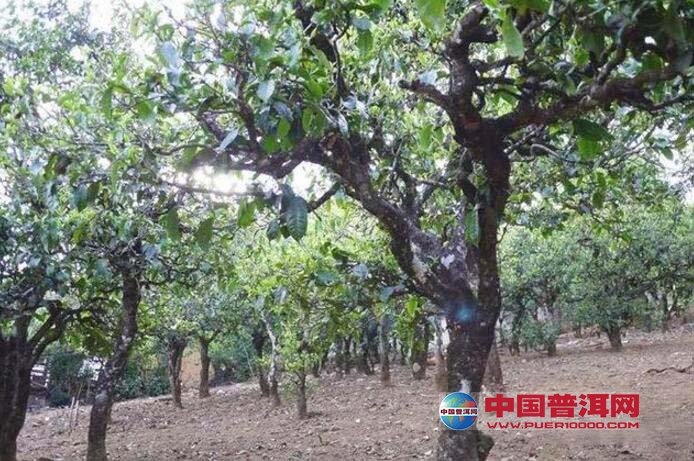 茶树
