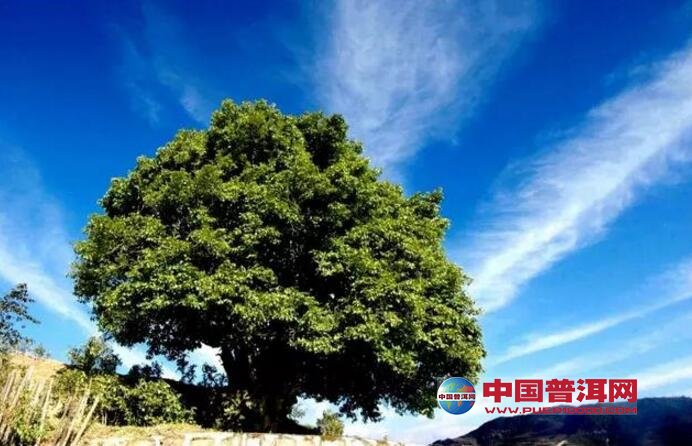 茶王树