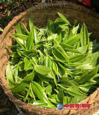 从唐诗中看茶效