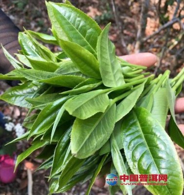 从宋代诗句中看茶效