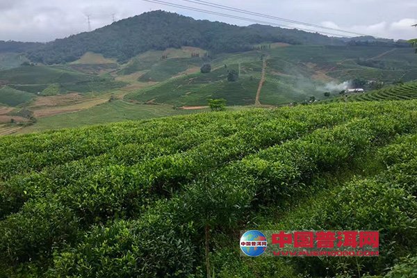 磐安县被中国国际茶文化研究会授予中国茶