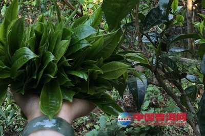 如何重品牌而弱山头，思考一下
