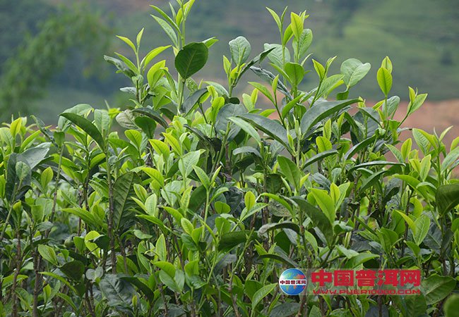 <u><a href='http://www.puer10000.com/puerzhishi/32854.html' target='_blank'>ն<u><a href='http://www.puer10000.com/puerzhishi/100997.html' target='_blank'></a></u></a></u>