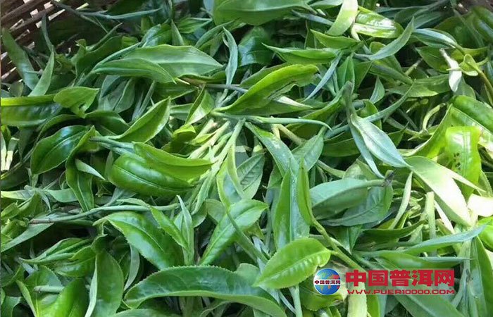 <u><a href='http://www.puer10000.com/puerzhishi/32854.html' target='_blank'>ն<u><a href='http://www.puer10000.com/puerzhishi/100997.html' target='_blank'></a></u></a></u>