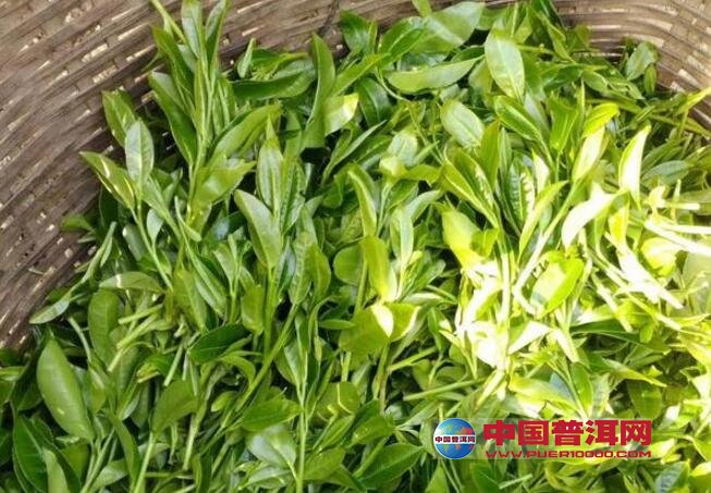 <u><a href='http://www.puer10000.com/puerzhishi/32854.html' target='_blank'>普洱<u><a href='http://www.puer10000.com/puerzhishi/100997.html' target='_blank'>茶</a></u></a></u>