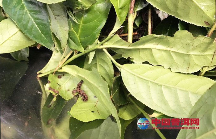 普洱茶