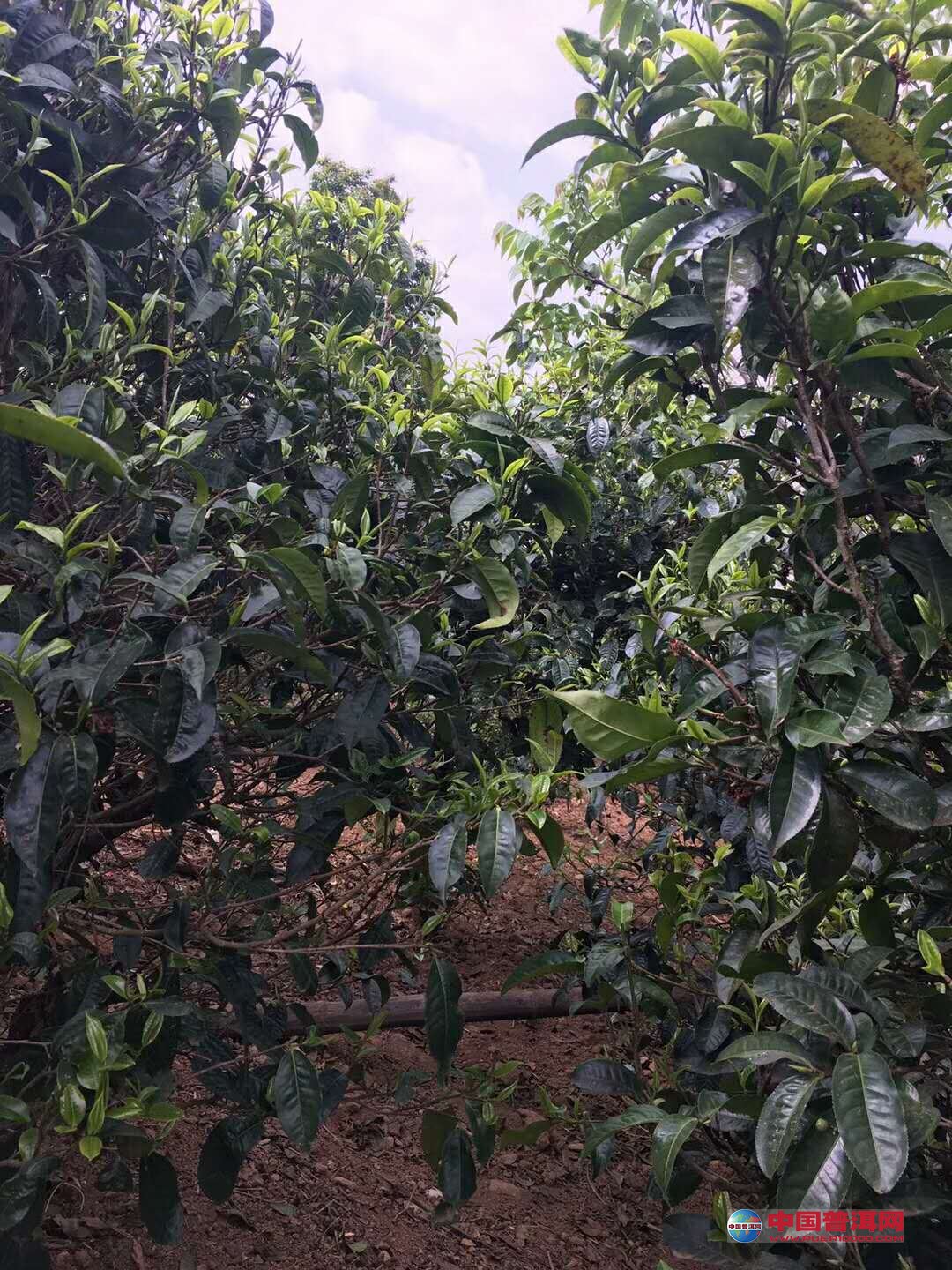 ն