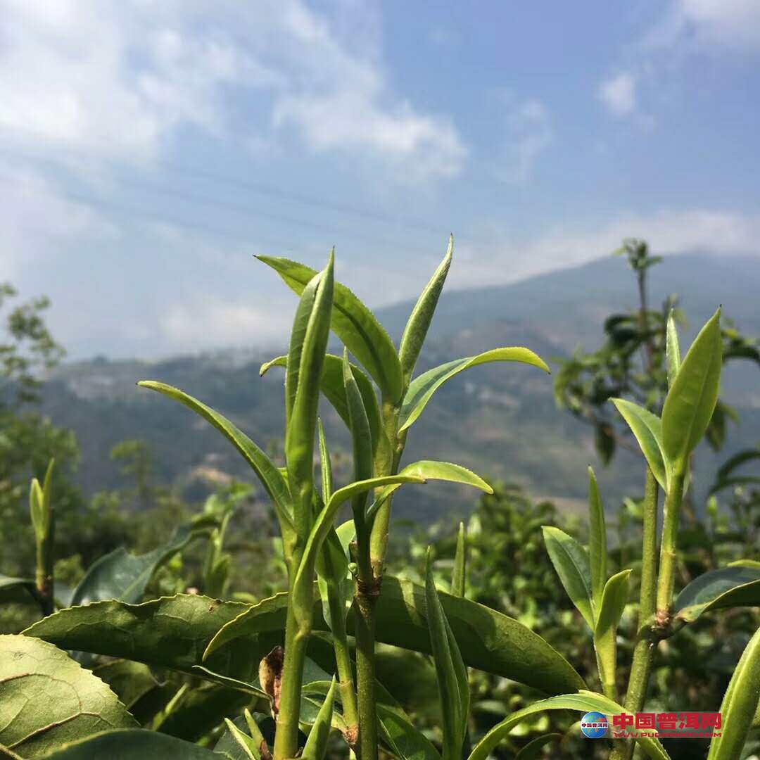<u><a href='http://www.puer10000.com/puerzhishi/32854.html' target='_blank'>普洱<u><a href='http://www.puer10000.com/puerzhishi/100997.html' target='_blank'>茶</a></u></a></u>