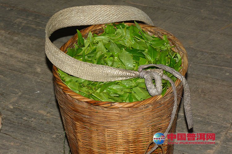 <u><a href='http://www.puer10000.com/puerzhishi/32854.html' target='_blank'>普洱<u><a href='http://www.puer10000.com/puerzhishi/100997.html' target='_blank'>茶</a></u></a></u>