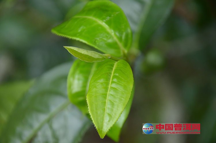 <u><a href='http://www.puer10000.com/puerzhishi/32854.html' target='_blank'>ն<u><a href='http://www.puer10000.com/puerzhishi/100997.html' target='_blank'></a></u></a></u>