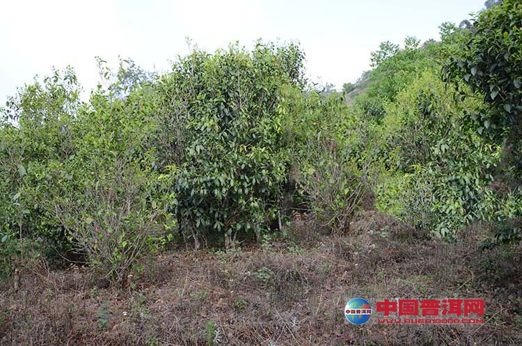 <u><a href='http://www.puer10000.com/puerzhishi/32854.html' target='_blank'>ն<u><a href='http://www.puer10000.com/puerzhishi/100997.html' target='_blank'></a></u></a></u>