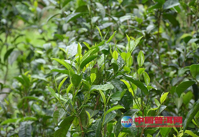 <u><a href='http://www.puer10000.com/puerzhishi/32854.html' target='_blank'>普洱<u><a href='http://www.puer10000.com/puerzhishi/100997.html' target='_blank'>茶</a></u></a></u>