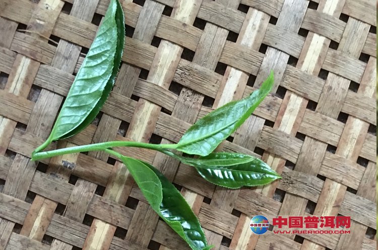 <u><a href='http://www.puer10000.com/puerzhishi/32854.html' target='_blank'>ն<u><a href='http://www.puer10000.com/puerzhishi/100997.html' target='_blank'></a></u></a></u>