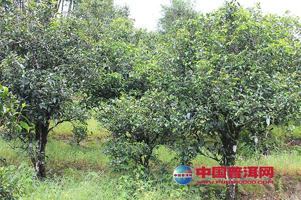 <u><a href='http://www.puer10000.com/puerzhishi/32854.html' target='_blank'>ն<u><a href='http://www.puer10000.com/puerzhishi/100997.html' target='_blank'></a></u></a></u>