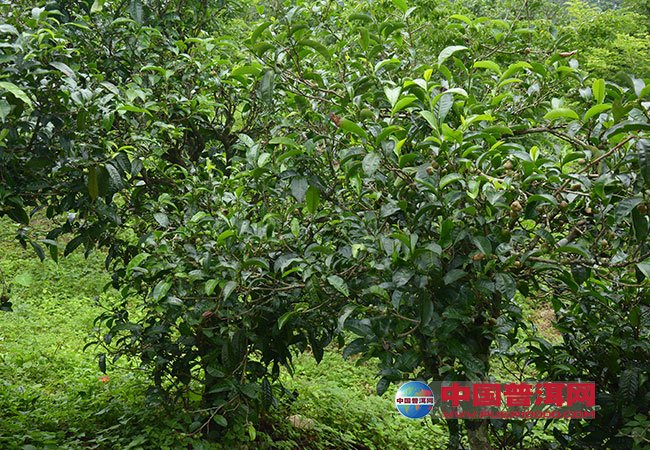 <u><a href='http://www.puer10000.com/puerzhishi/32854.html' target='_blank'>普洱<u><a href='http://www.puer10000.com/puerzhishi/100997.html' target='_blank'>茶</a></u></a></u>