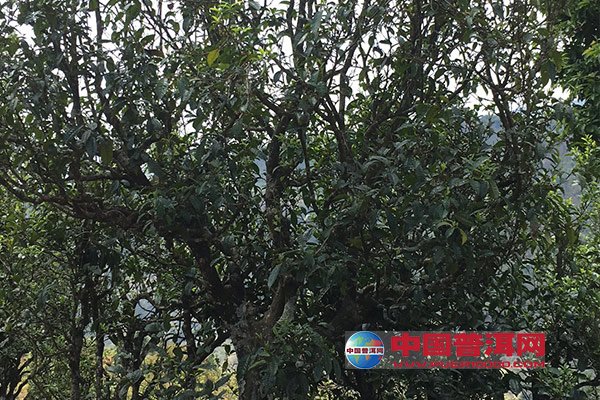 <u><a href='http://www.puer10000.com/puerzhishi/32854.html' target='_blank'>普洱<u><a href='http://www.puer10000.com/puerzhishi/100997.html' target='_blank'>茶</a></u></a></u>