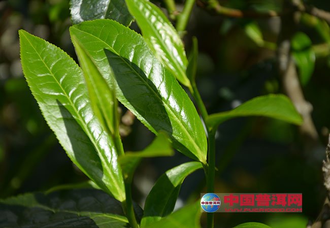 <u><a href='http://www.puer10000.com/puerzhishi/32854.html' target='_blank'>普洱<u><a href='http://www.puer10000.com/puerzhishi/100997.html' target='_blank'>茶</a></u></a></u>