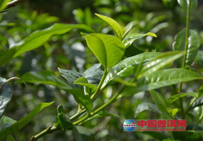 <u><a href='http://www.puer10000.com/puerzhishi/32854.html' target='_blank'>普洱<u><a href='http://www.puer10000.com/puerzhishi/100997.html' target='_blank'>茶</a></u></a></u>
