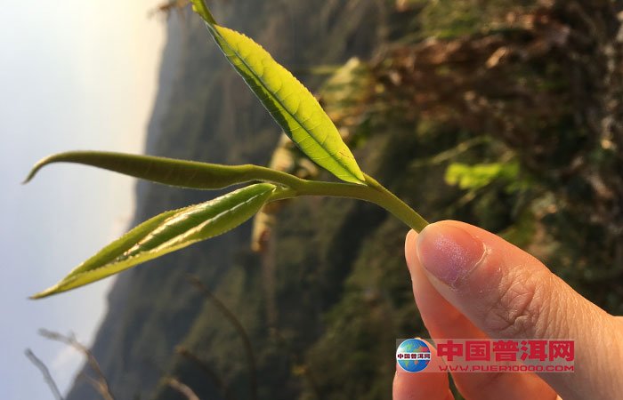 <u><a href='http://www.puer10000.com/puerzhishi/32854.html' target='_blank'>普洱<u><a href='http://www.puer10000.com/puerzhishi/100997.html' target='_blank'>茶</a></u></a></u>