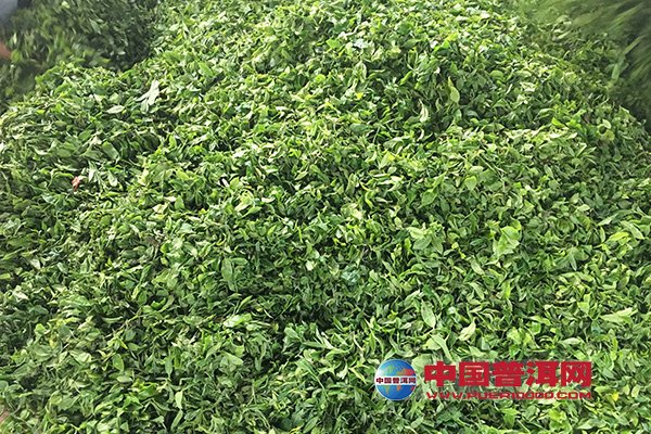 茶王树