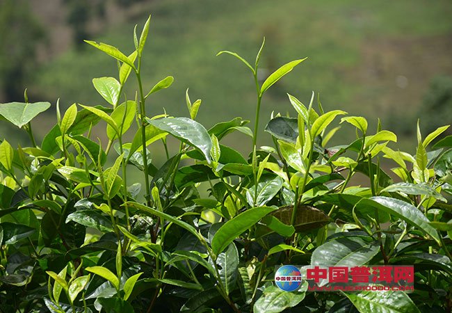 <u><a href='http://www.puer10000.com/chashu/137270.html' target='_blank'><u><a href='http://www.puer10000.com/puerzhishi/100997.html' target='_blank'>茶</a></u>树</a></u>