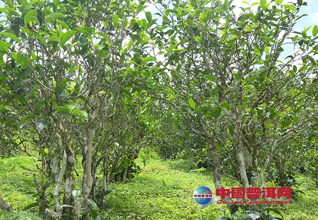 <u><a href='http://www.puer10000.com/puerzhishi/32854.html' target='_blank'>普洱<u><a href='http://www.puer10000.com/puerzhishi/100997.html' target='_blank'>茶</a></u></a></u>