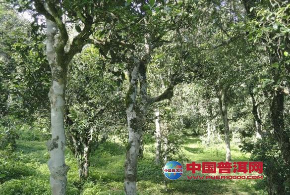<u><a href='http://www.puer10000.com/puerzhishi/32854.html' target='_blank'>ն<u><a href='http://www.puer10000.com/puerzhishi/100997.html' target='_blank'></a></u></a></u>