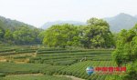《无公害茶叶质量管理标准体系